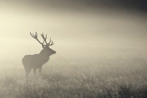 nature, Mist, Animals, Elk