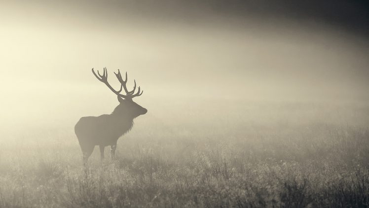 nature, Mist, Animals, Elk HD Wallpaper Desktop Background