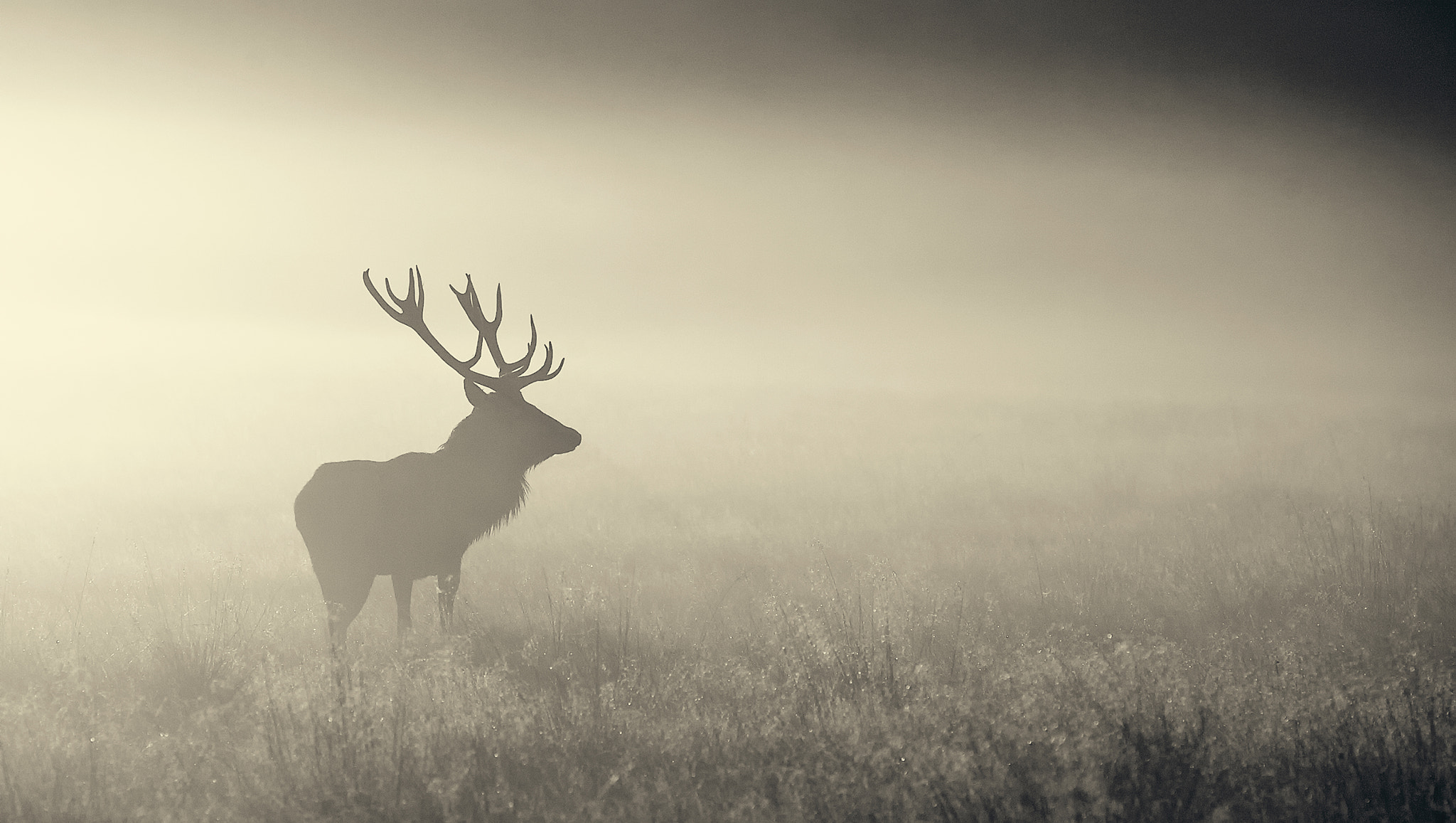 nature, Mist, Animals, Elk Wallpaper