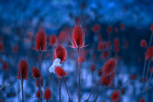 Mevludin Sejmenovic, Blue, Red, Plants