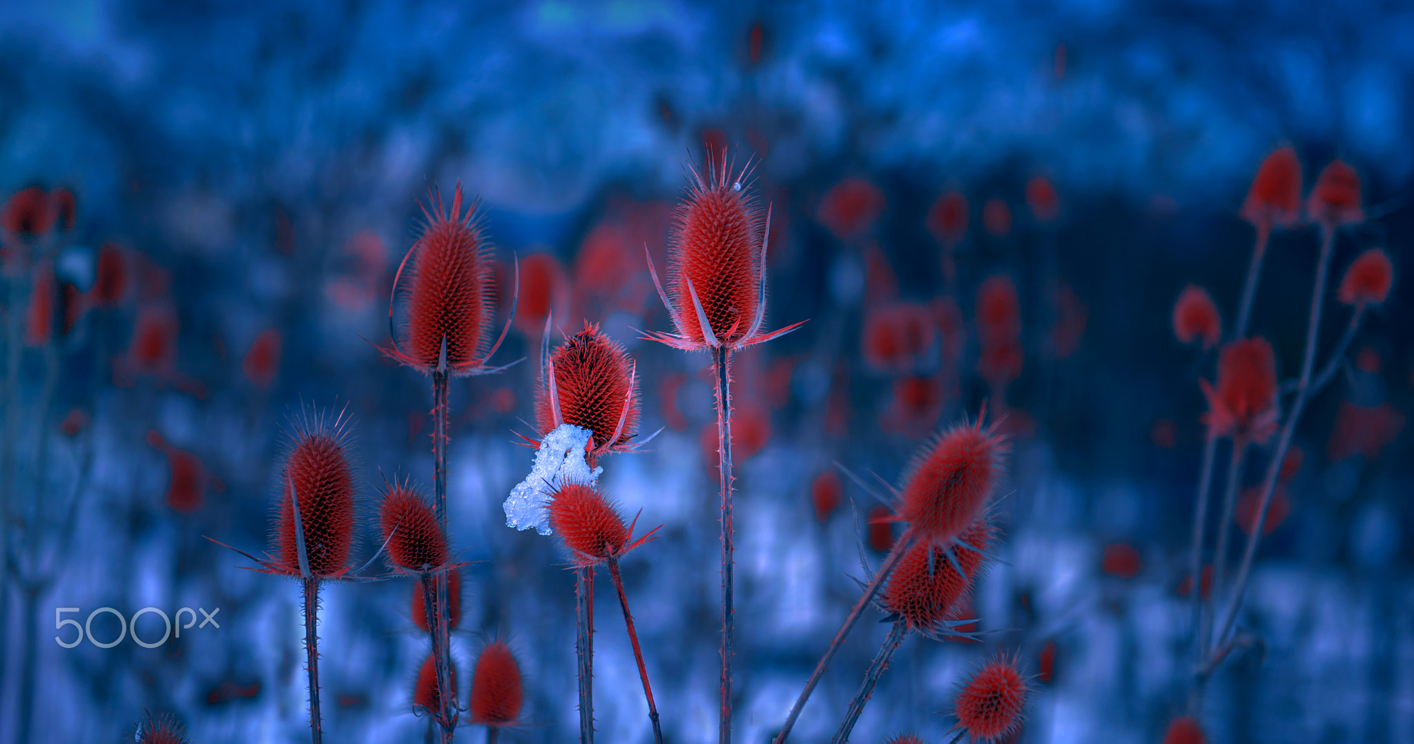 Mevludin Sejmenovic, Blue, Red, Plants Wallpaper