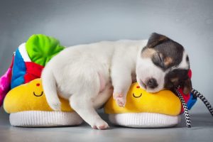 dog, Puppies, Animals, Sleeping