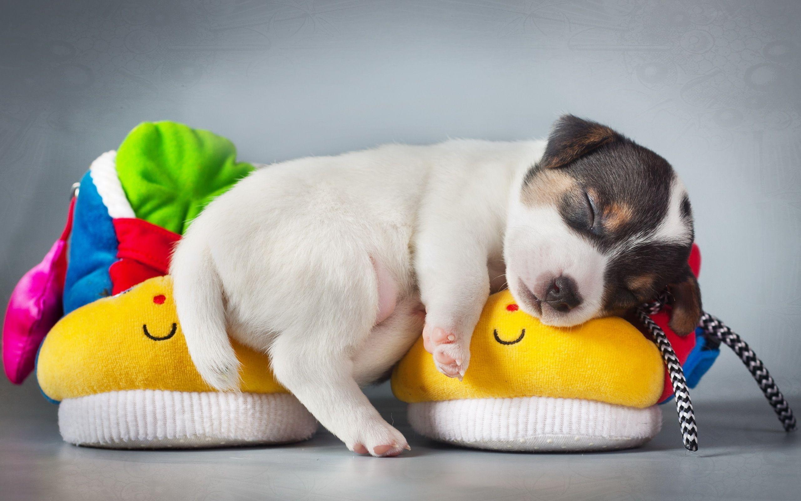 dog, Puppies, Animals, Sleeping Wallpaper