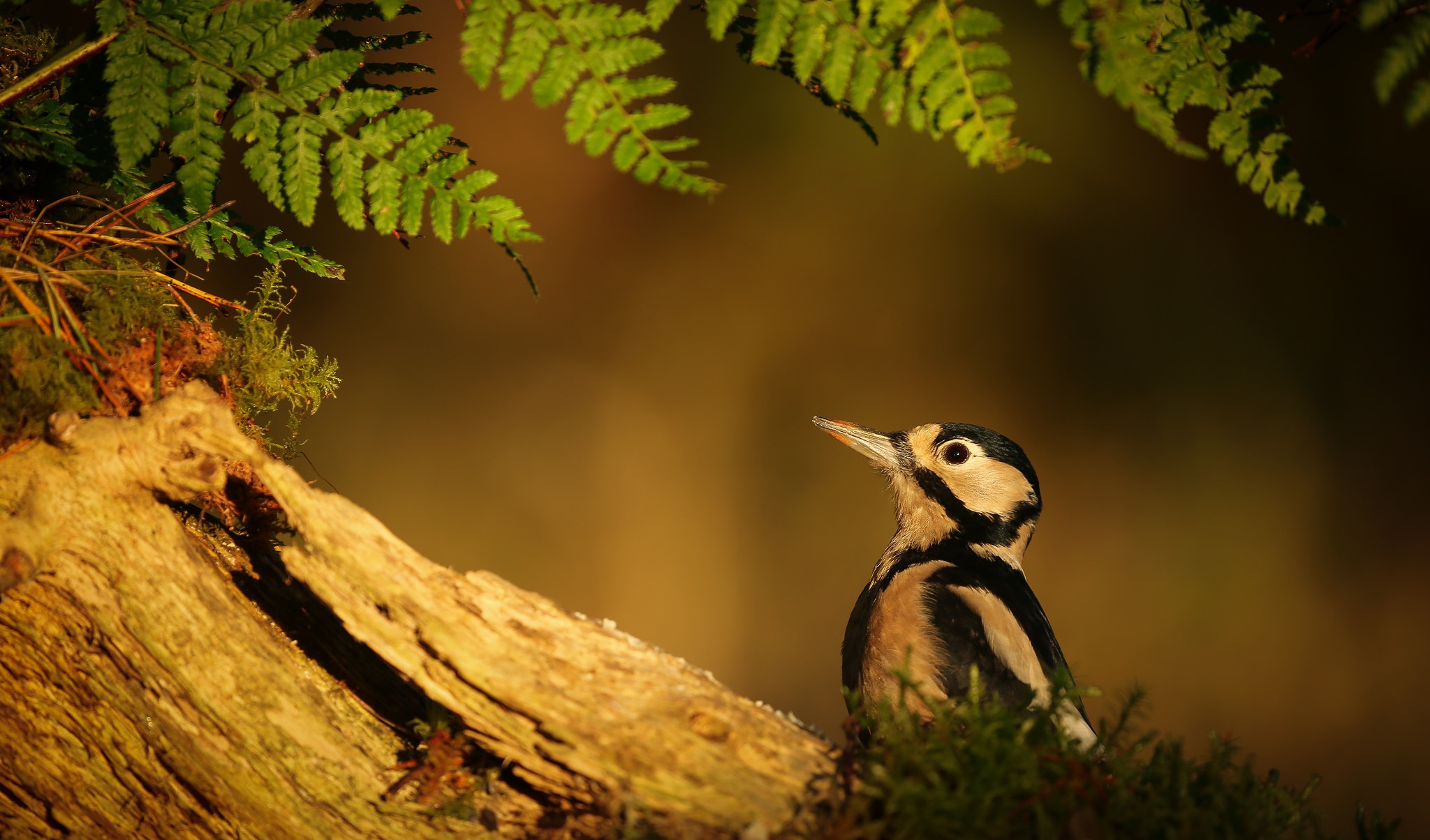 nature, Birds, Animals Wallpaper