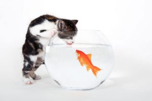 Funhaus, Fish, Cat