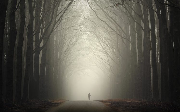 mist, Dirt road, Pine trees, Bicycle HD Wallpaper Desktop Background