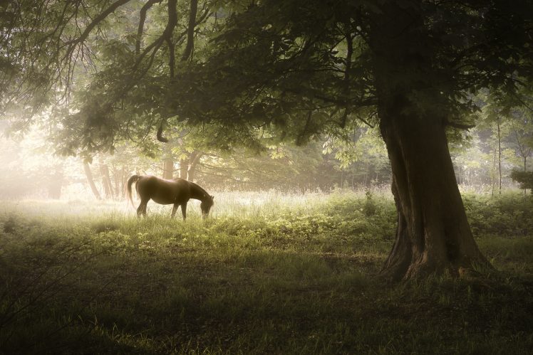 trees, Nature, Animals, Horse HD Wallpaper Desktop Background