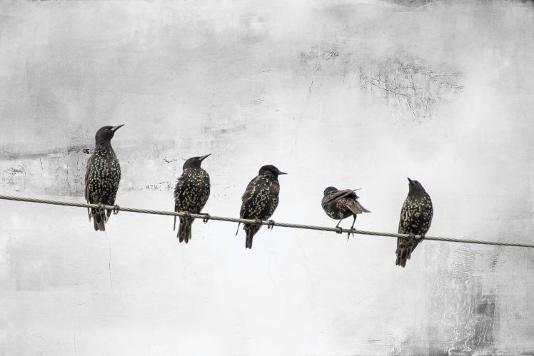 birds, Animals, White, Wire HD Wallpaper Desktop Background