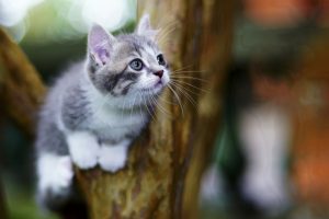 cat, Animals, Trees