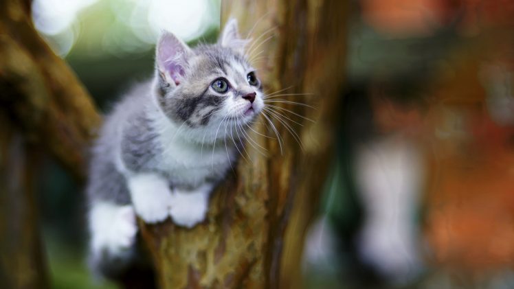cat, Animals, Trees HD Wallpaper Desktop Background