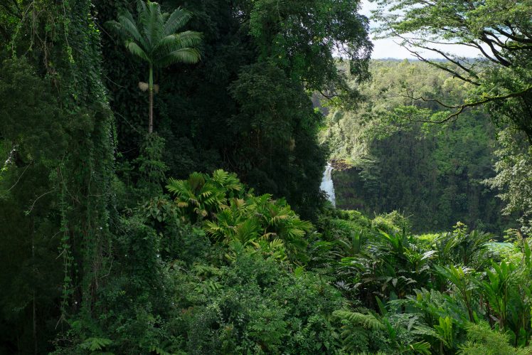 jungle, Green, Nature HD Wallpaper Desktop Background