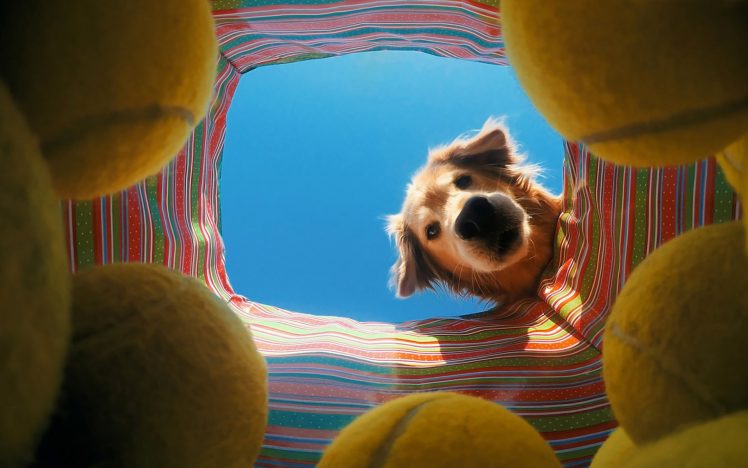 dog, Tennis balls HD Wallpaper Desktop Background