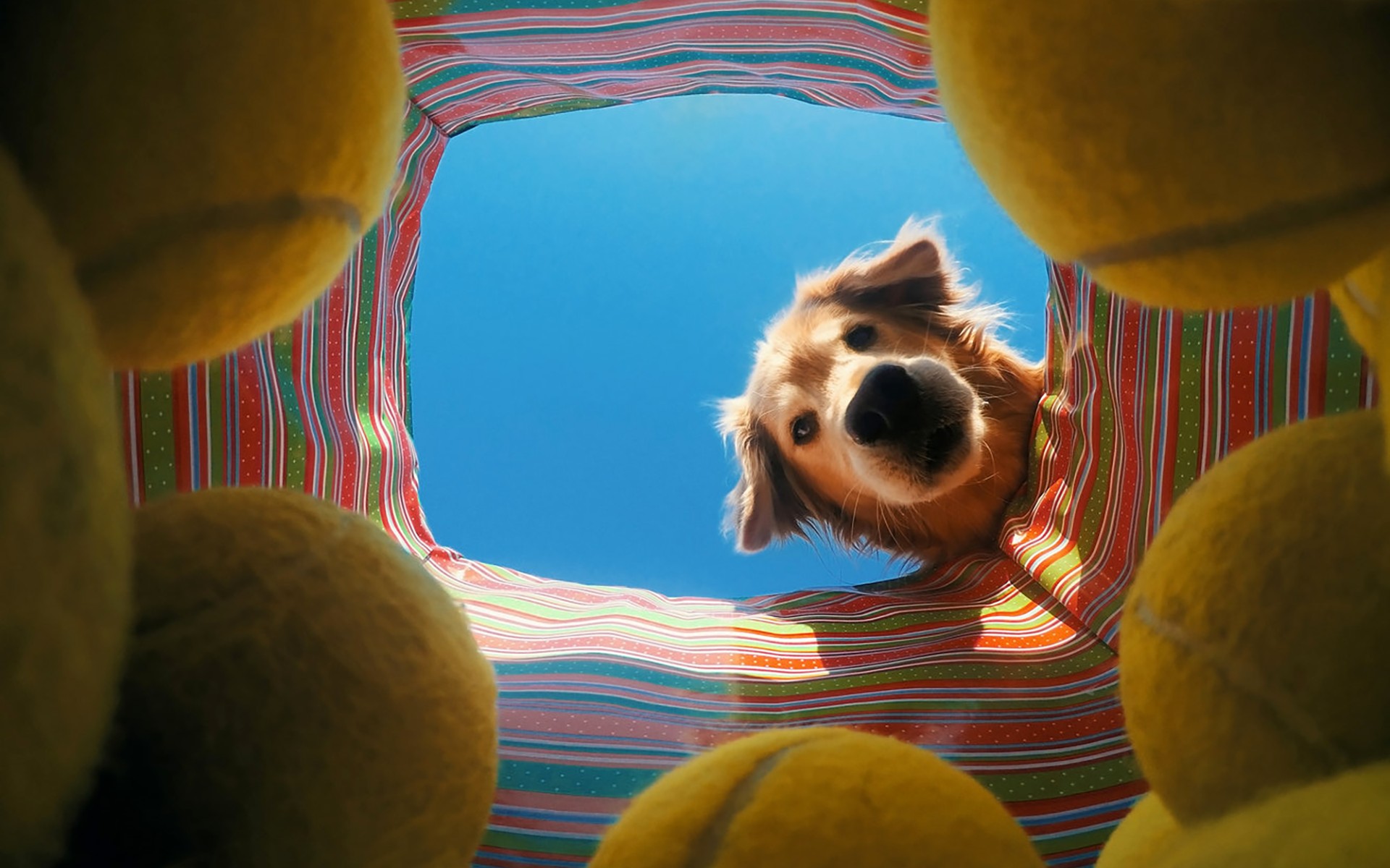 dog, Tennis balls Wallpaper