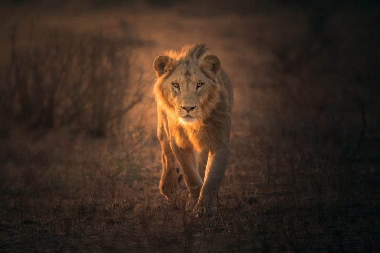 animals, Mammals, Lion, Big cats HD Wallpaper Desktop Background