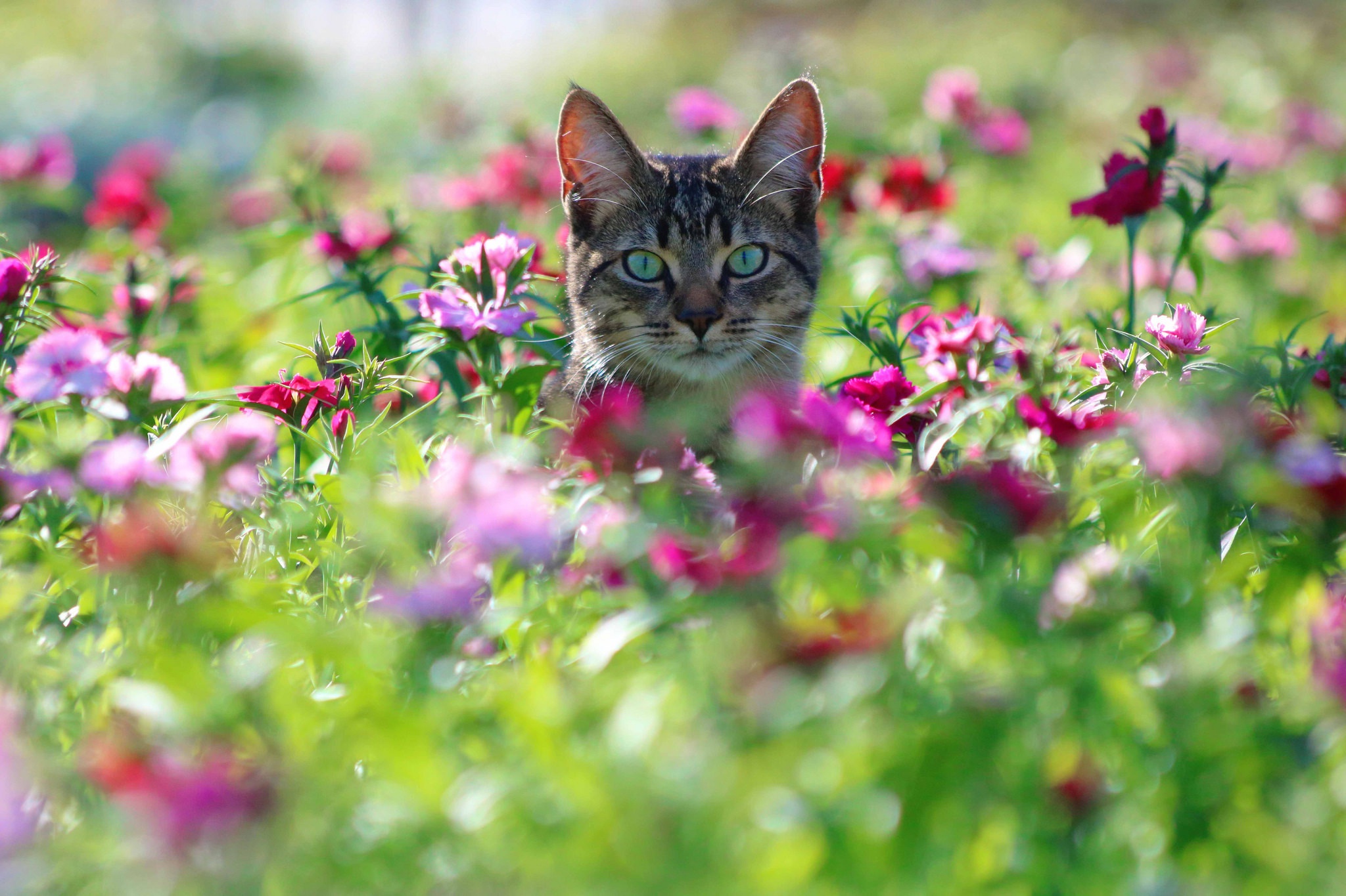 colorful, Cat, Animals, Plants, Flowers Wallpaper