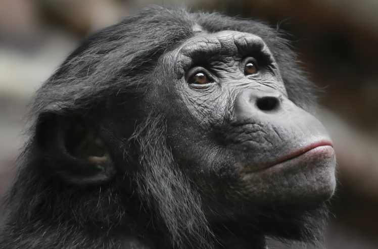 face, Apes, Mammals, Animals HD Wallpaper Desktop Background