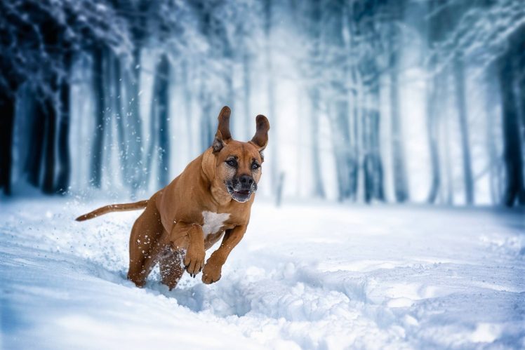 snow, Winter, Dog, Nature, Animals, Running, Jumping HD Wallpaper Desktop Background