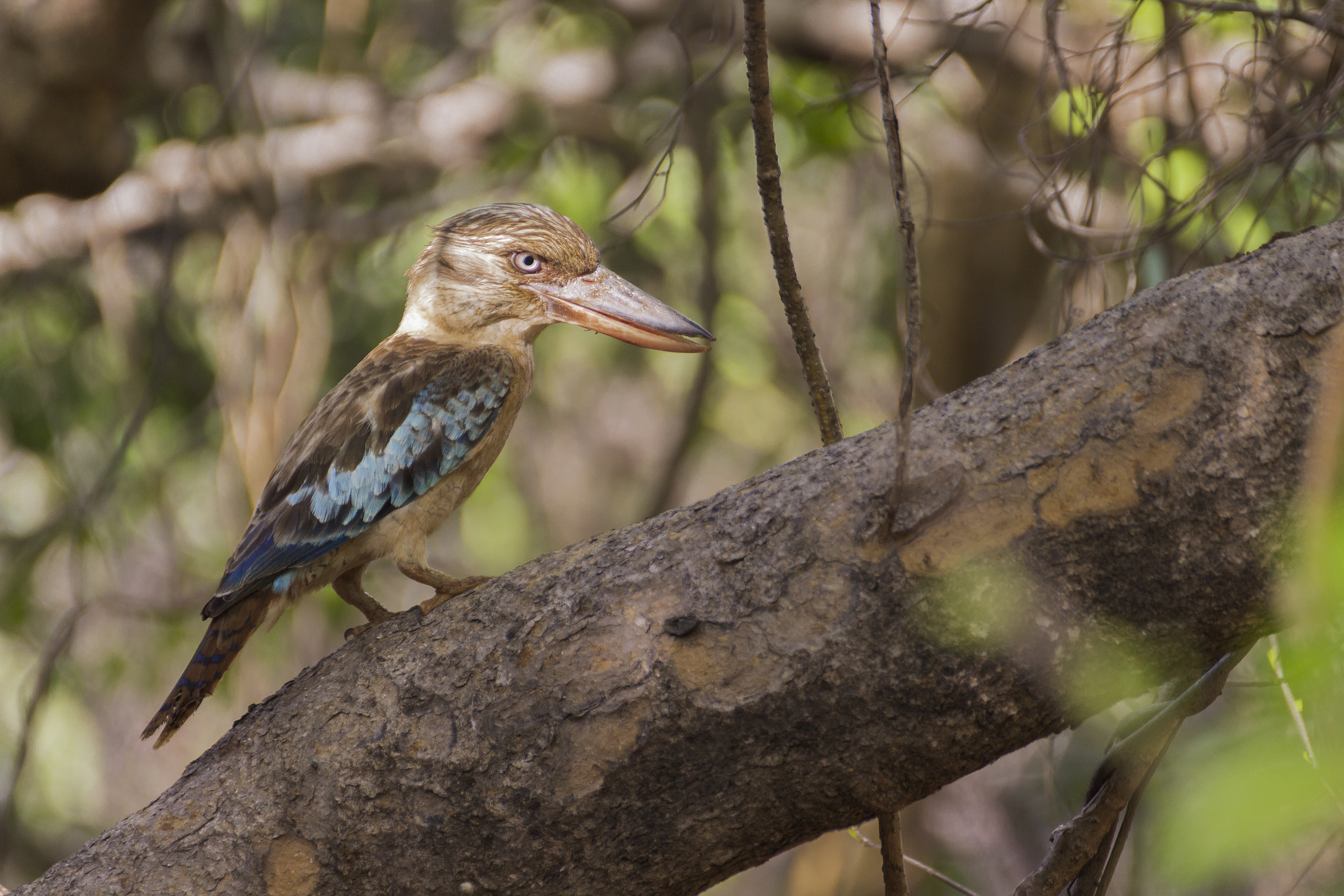 nature, Animals, Birds, 500px Wallpaper