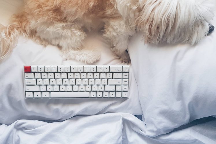 mechanical keyboard, Dog, Bed, Pillow, Cozy HD Wallpaper Desktop Background