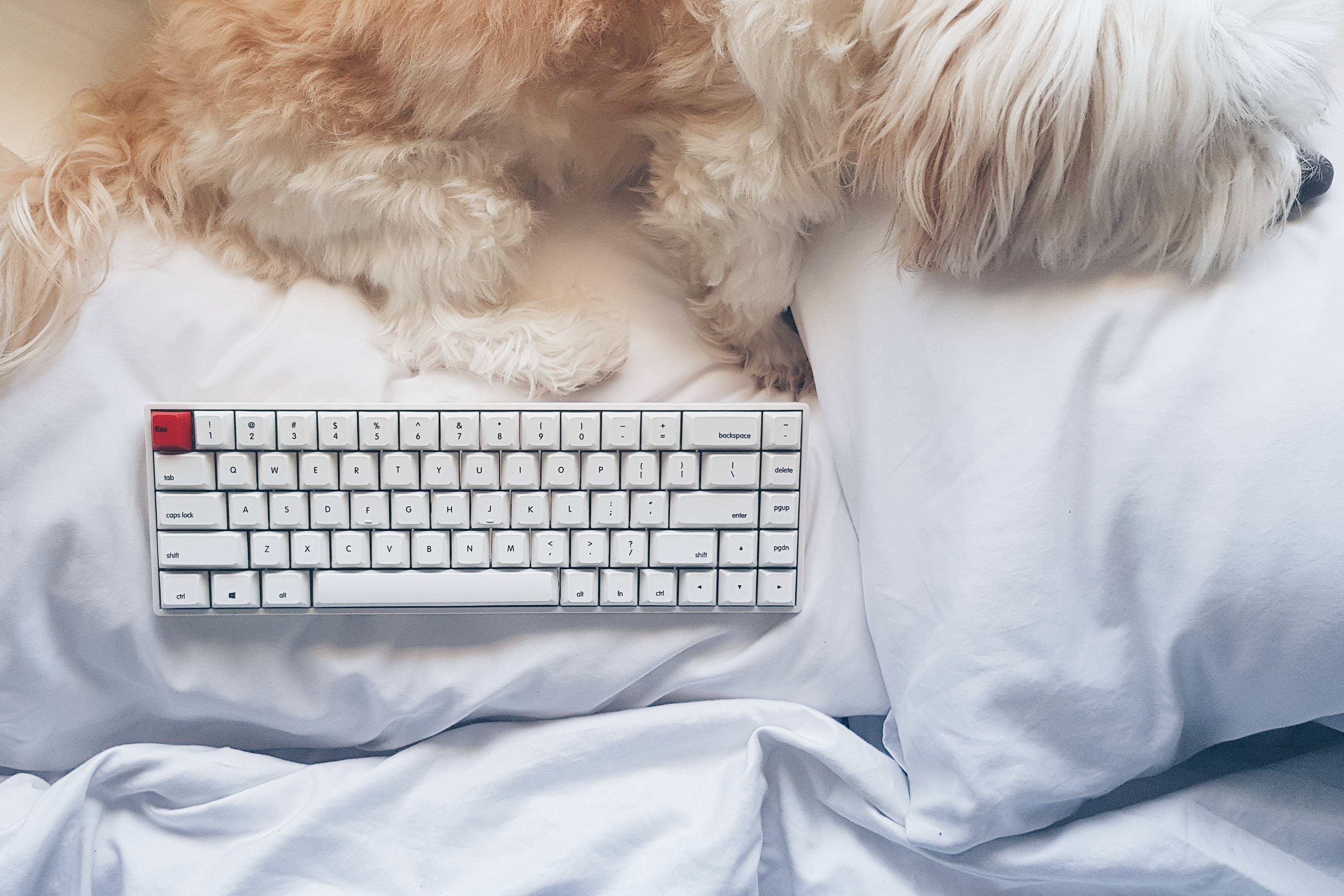 mechanical keyboard, Dog, Bed, Pillow, Cozy Wallpaper