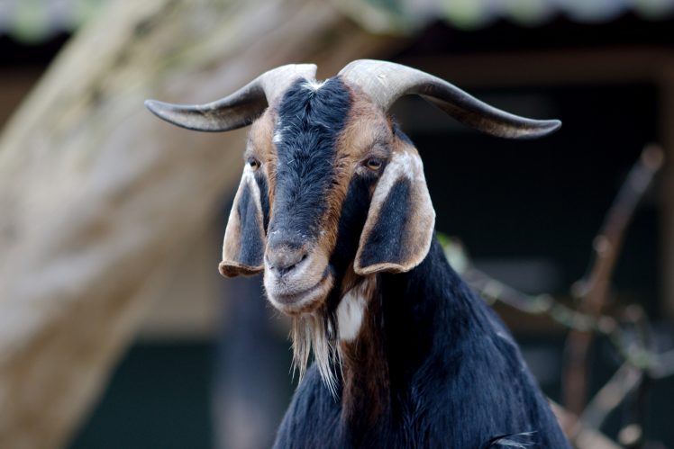 Hamburg, Zoo, Goats, Animals, Macro HD Wallpaper Desktop Background