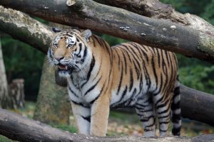 Hamburg, Zoo, Bengal tigers, Tiger, Trees