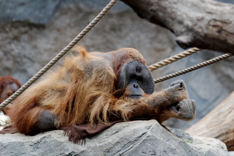 Hamburg, Zoo, Orangutans HD Wallpaper Desktop Background