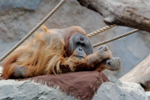 Hamburg, Zoo, Orangutan, Animals