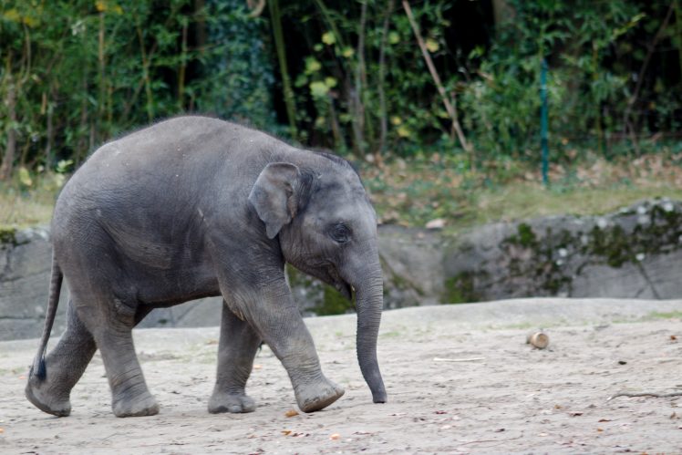 Hamburg, Zoo, Elephant, Baby animals HD Wallpaper Desktop Background