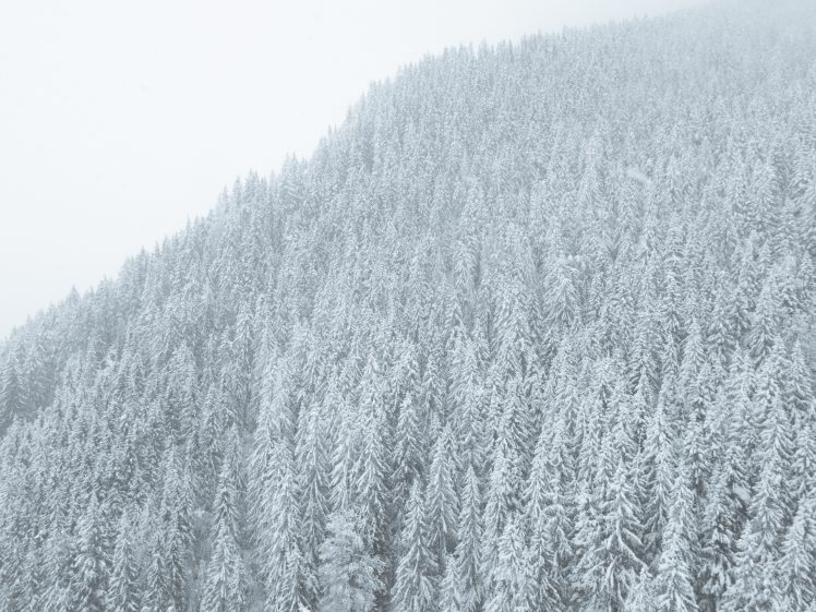 nature, Snow, Trees HD Wallpaper Desktop Background