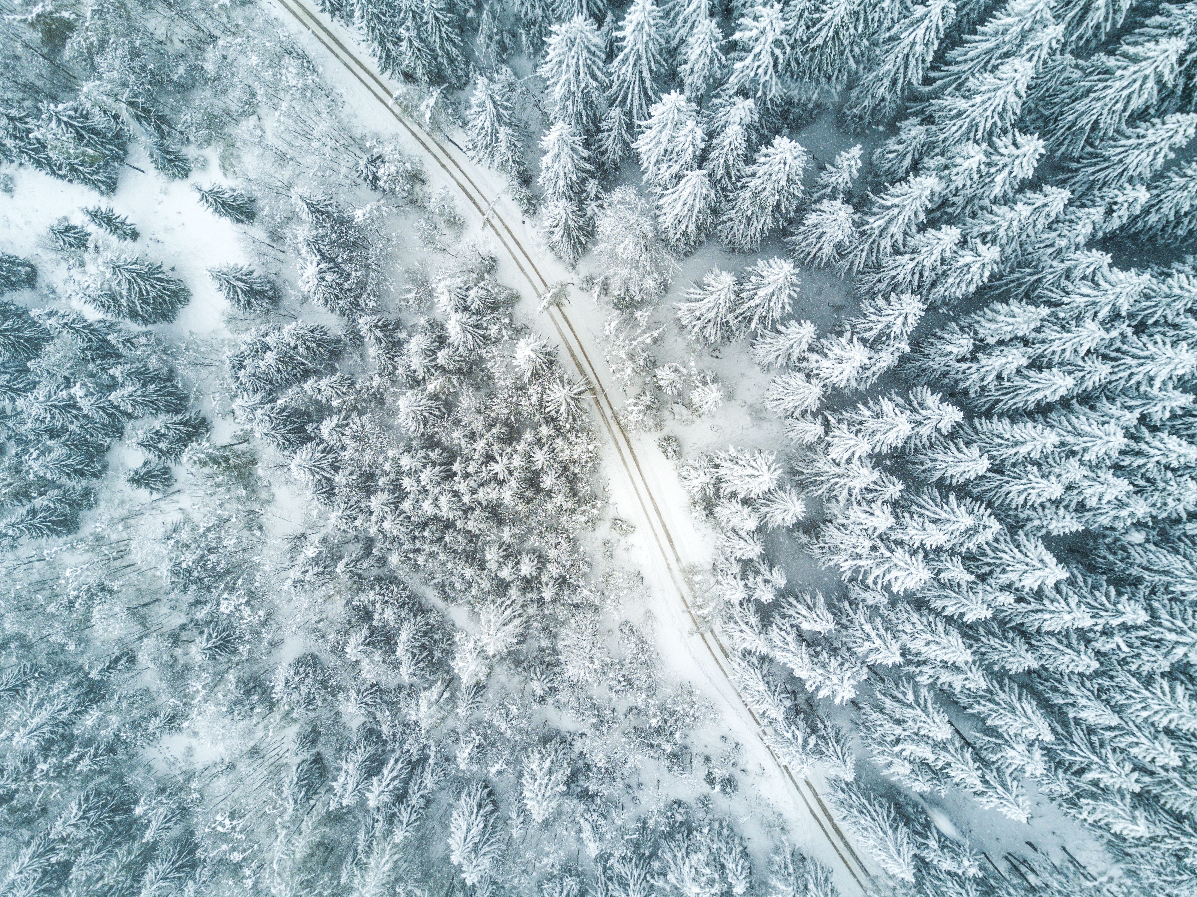 nature, Trees, Snow, Road Wallpaper