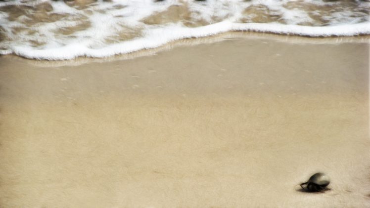 crabs, Beach, Sand, Water HD Wallpaper Desktop Background