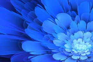 flowers, Apophysis, Blue flowers, Blue