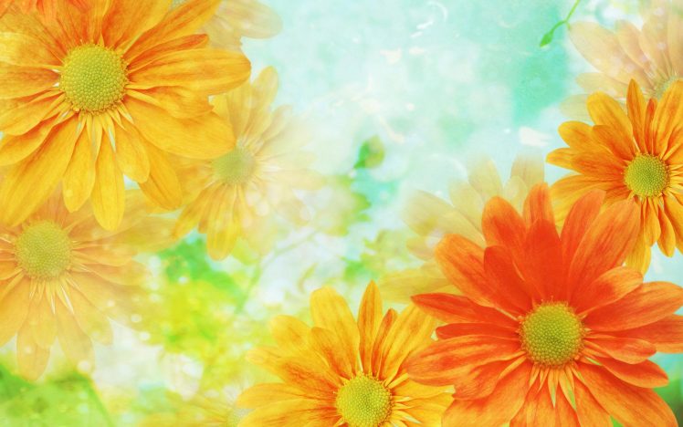 flowers, Orange, Yellow, Closeup HD Wallpaper Desktop Background