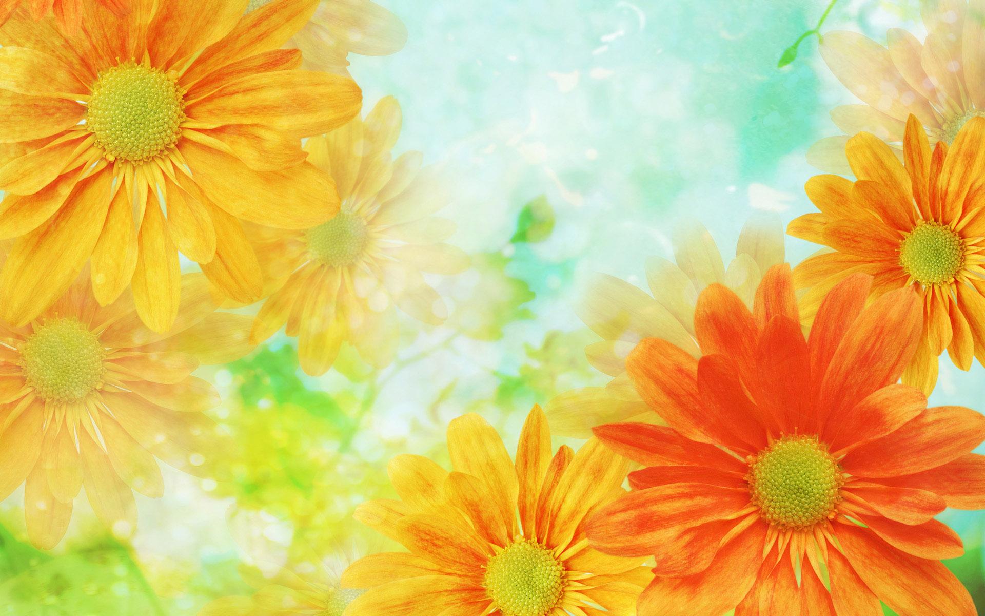 flowers, Orange, Yellow, Closeup Wallpaper