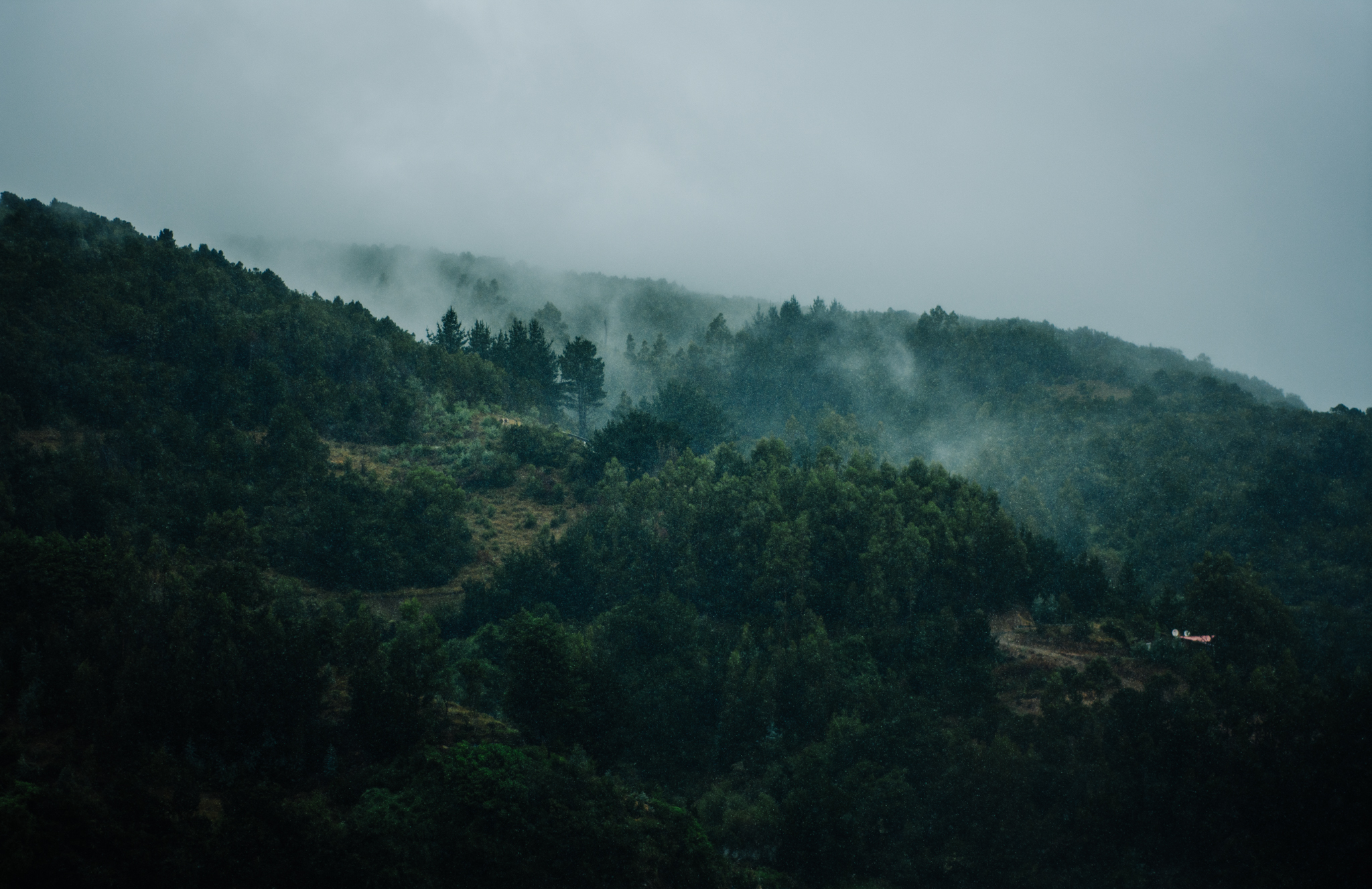 grass, Forest, Mountains Wallpaper