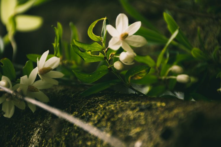 white flowers,  Luzuriaga radicans, Macro HD Wallpaper Desktop Background