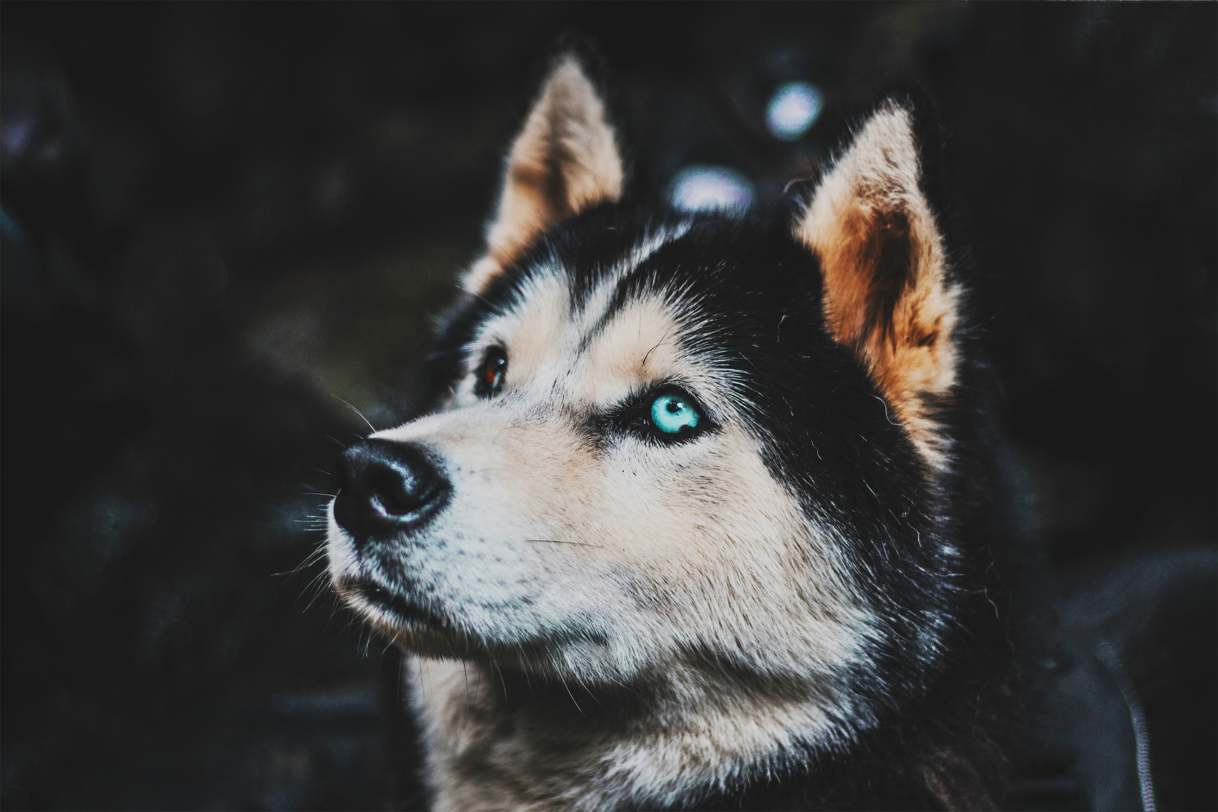 dog, Siberian Husky, Dark background, Heterochromia Wallpapers HD / Desktop and Mobile