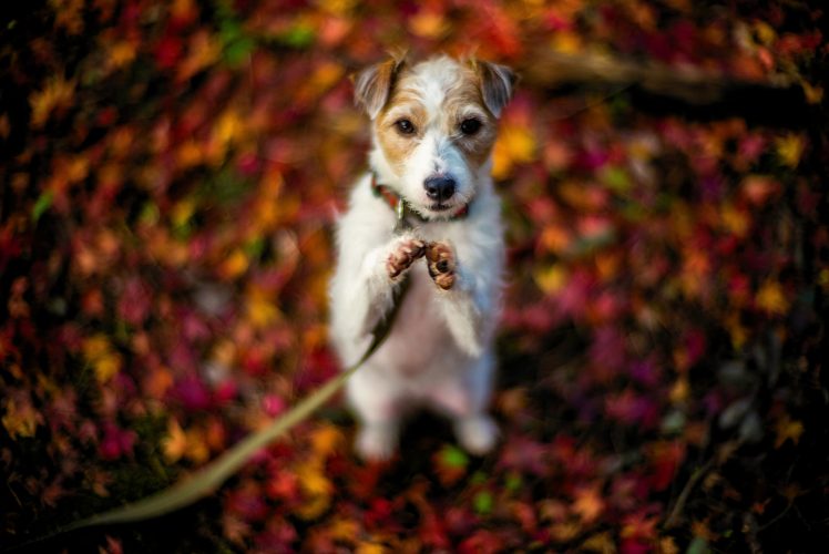 dog, Animals, Macro HD Wallpaper Desktop Background