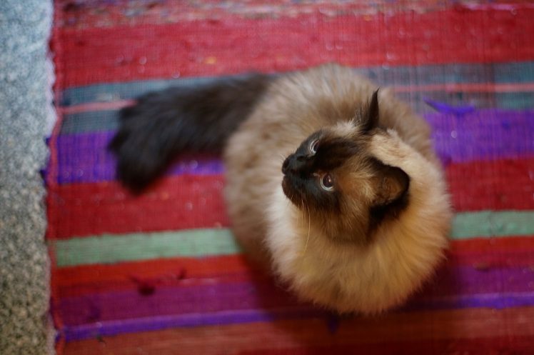 cat, Animals, Burmese HD Wallpaper Desktop Background