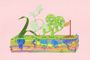 Olena Shmahalo, Plants, Roots
