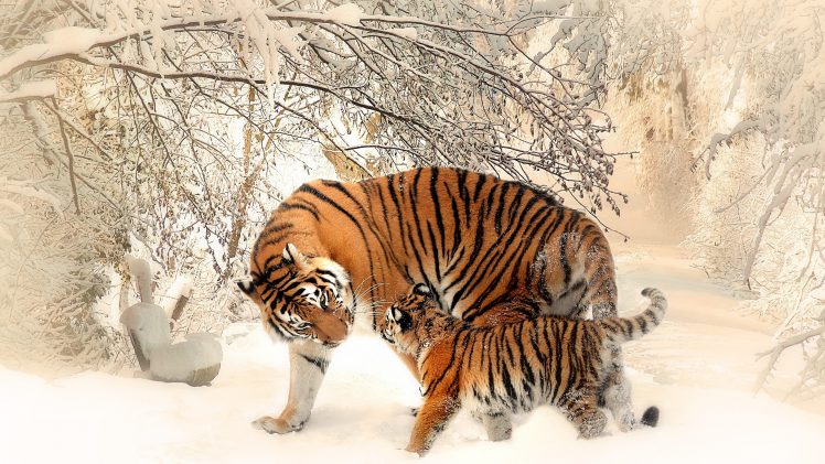 animals, Wildlife, Tiger, Snow, Photography HD Wallpaper Desktop Background