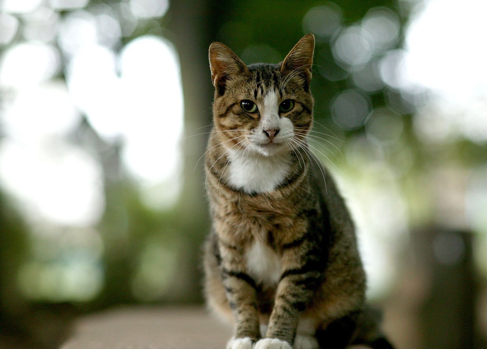 cat, Animals, Depth of field, Blurred Wallpaper