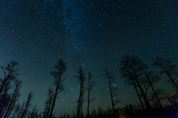 forest, Starry night, Trees, Night HD Wallpaper Desktop Background