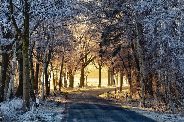sunlight, Road, Winter, Snow, Trees HD Wallpaper Desktop Background