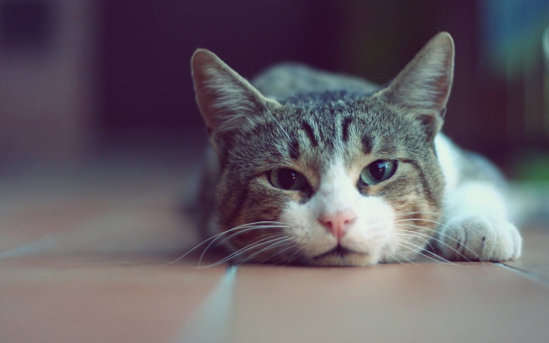 cat, Animals, Depth of field Wallpaper