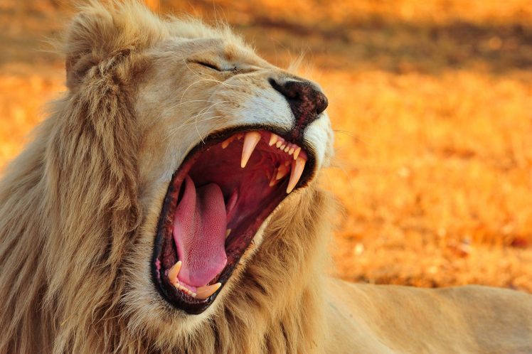teeth, Big cats, Animals, Lion HD Wallpaper Desktop Background