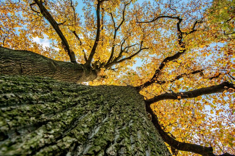 trees, Leaves, Fall, Plants, Worms eye view HD Wallpaper Desktop Background