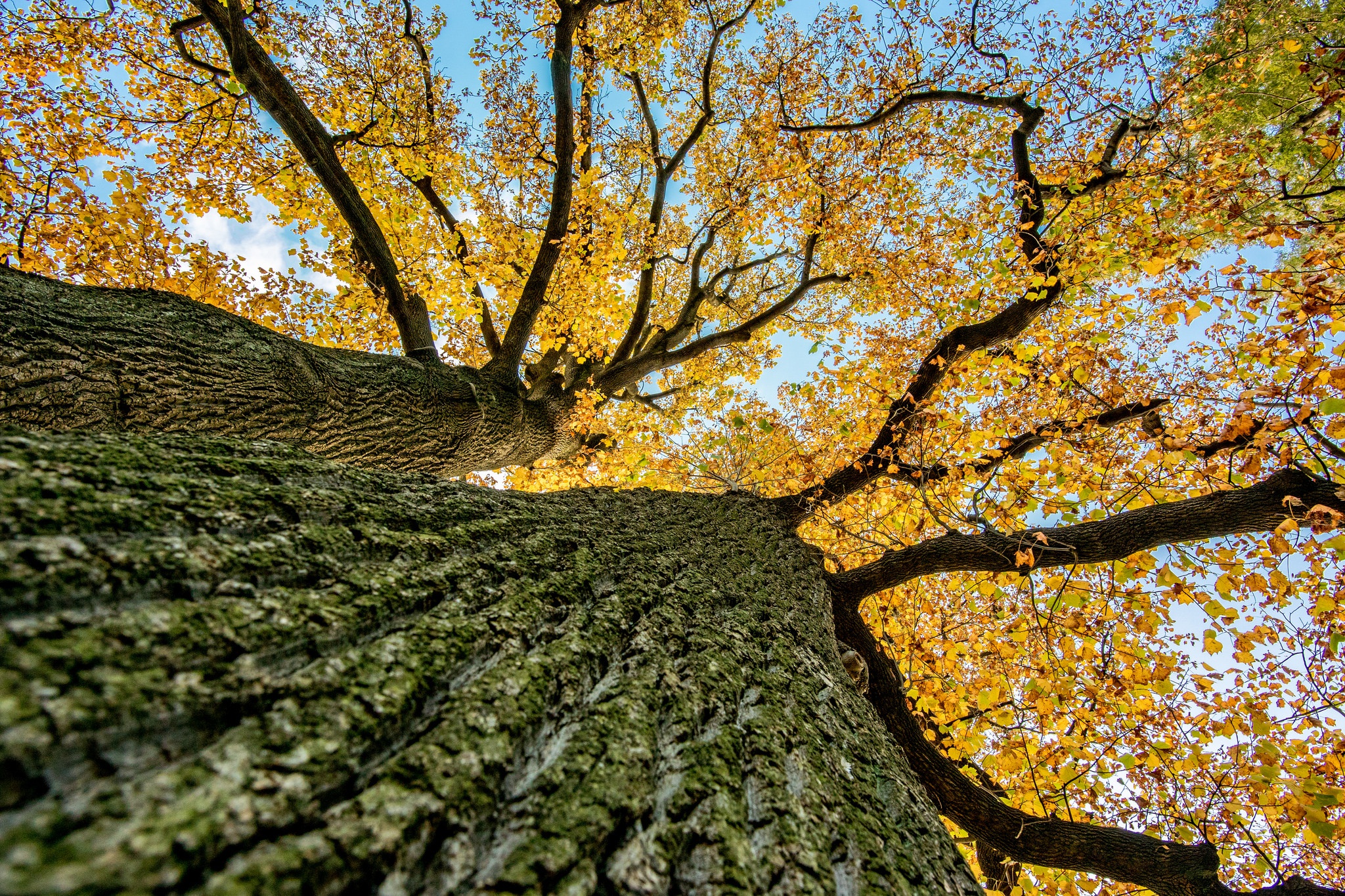 trees, Leaves, Fall, Plants, Worms eye view Wallpaper