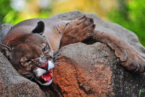 big cats, Jaguars, Animals, Cougars